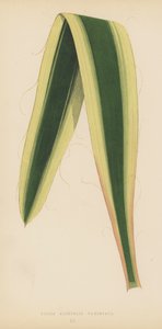 Yucca Aloifolia Variegata da English School